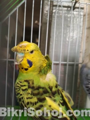 Budgerigar